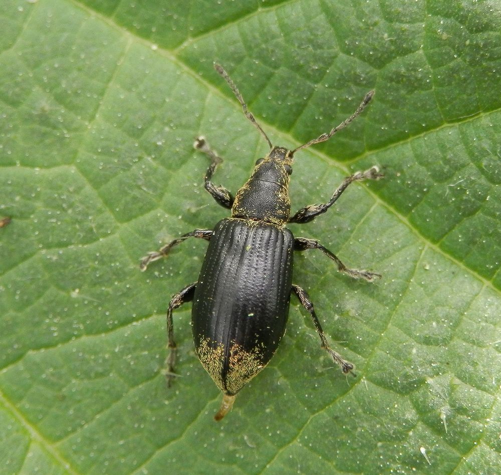 Nessel-Blattrüssler (Phyllobius pomaceus) nach dem Liebesakt