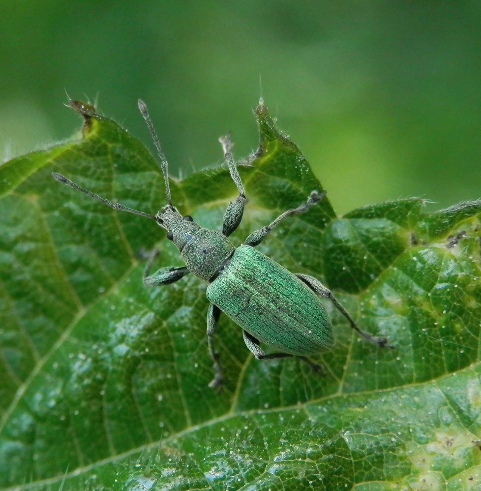 Nessel-Blattrüssler (Phyllobius pomaceus) - Noch ein Männchen