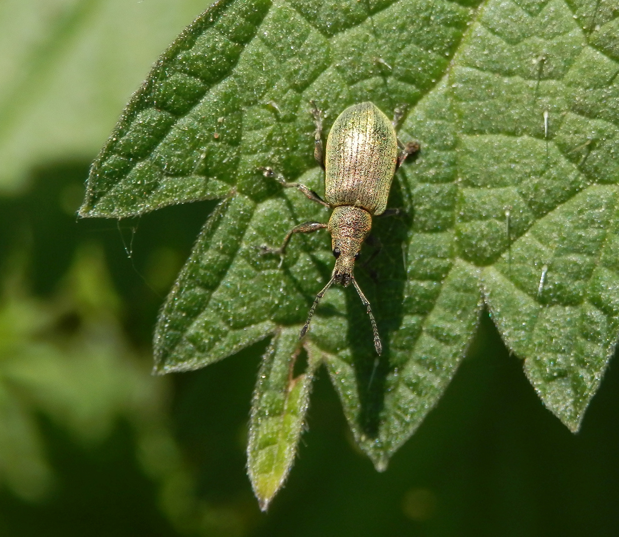 Nessel-Blattrüssler (Phyllobius pomaceus) - Weibchen