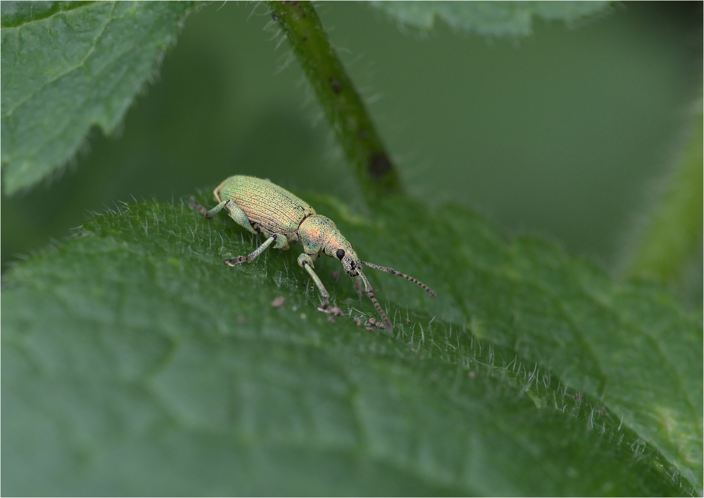 Nessel-Grünrüssler (Phyllobius pomacaeus)