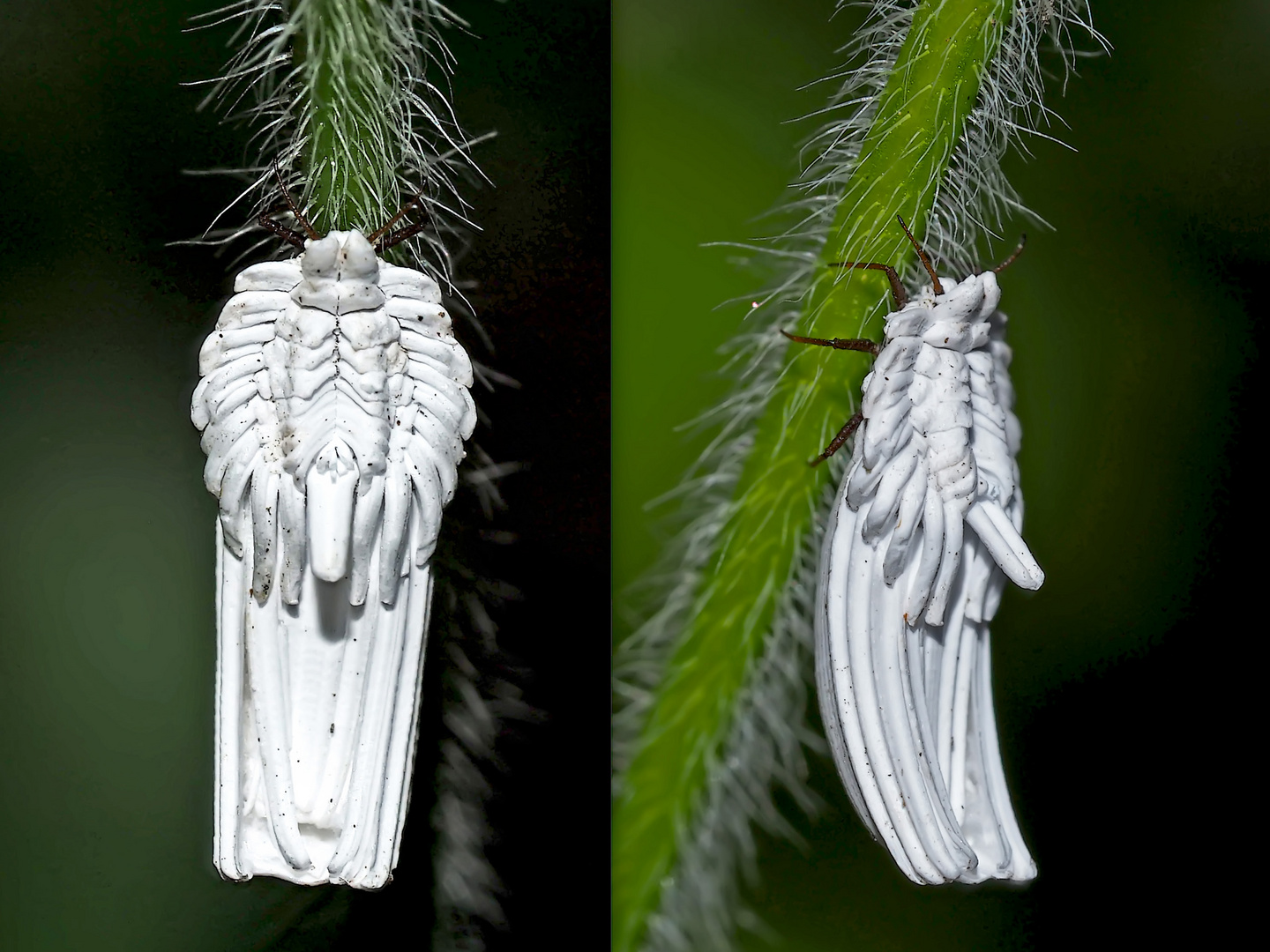 Nessel-Röhrenschildlaus (Orthezia urticae) - Cochenille du genre Orthezia (Ortheziidae).