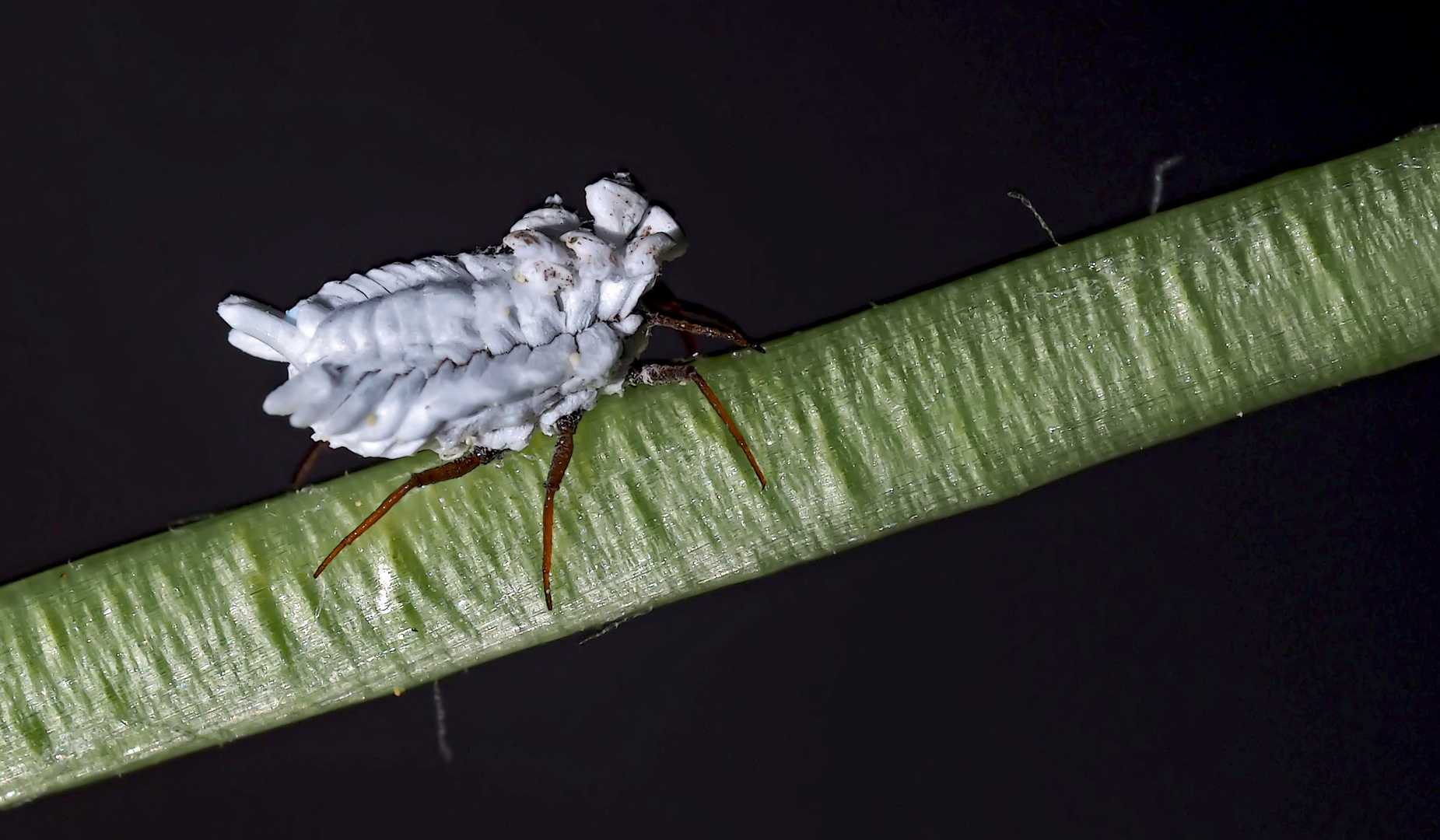 Nessel-Röhrenschildlaus (Orthezia urticae) - Cochenille du genre Orthezia (Ortheziidae).