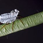 Nessel-Röhrenschildlaus (Orthezia urticae) - Cochenille du genre Orthezia (Ortheziidae).