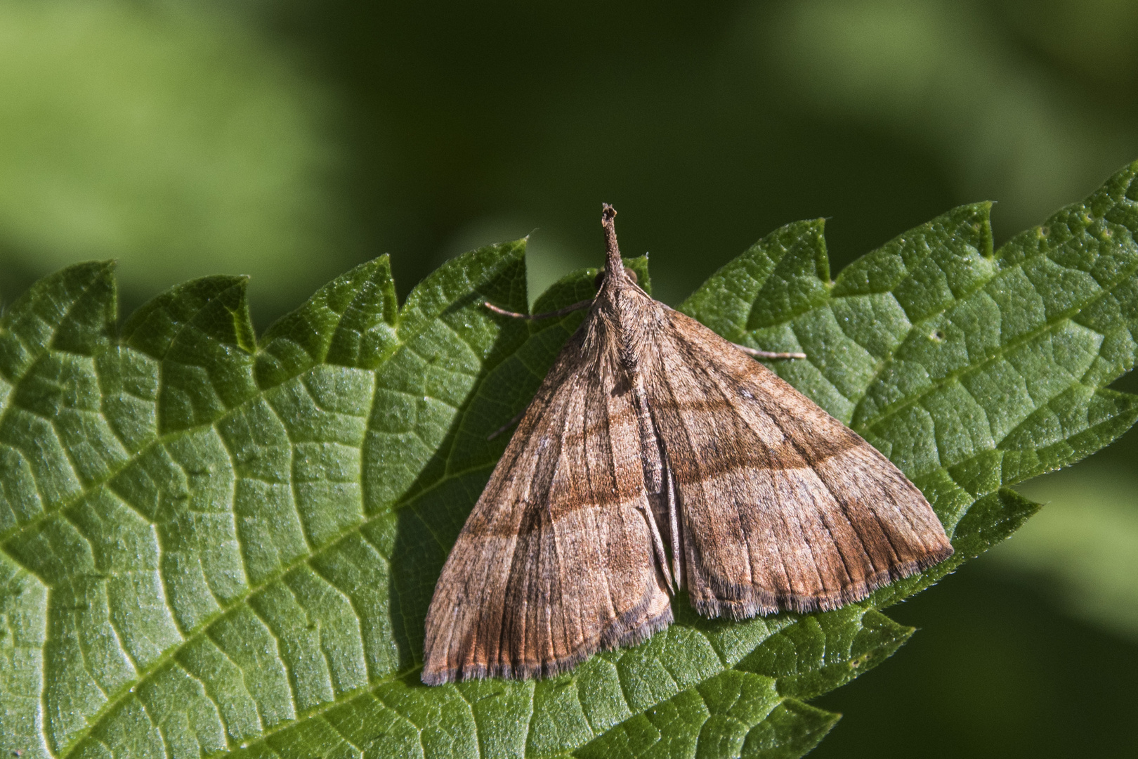 Nessel-Schnabeleule - Hypena proboscidalis