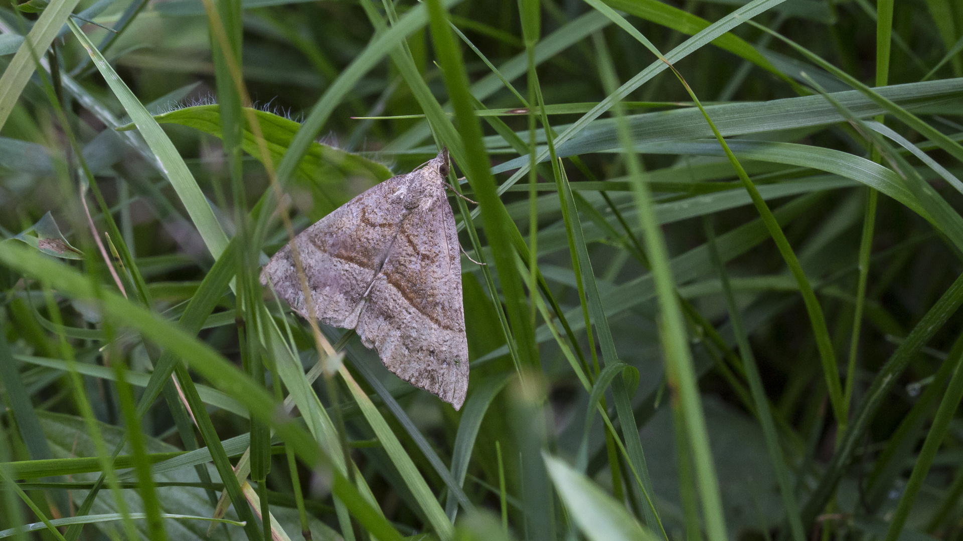 Nessel-Schnabeleule_Hypena proboscidalis