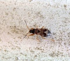 Nessel-Wicht (Scolopostethus affinis) auf dem Garagentor