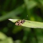 Nessel-Wicht (Scolopostethus affinis) auf Weichgras