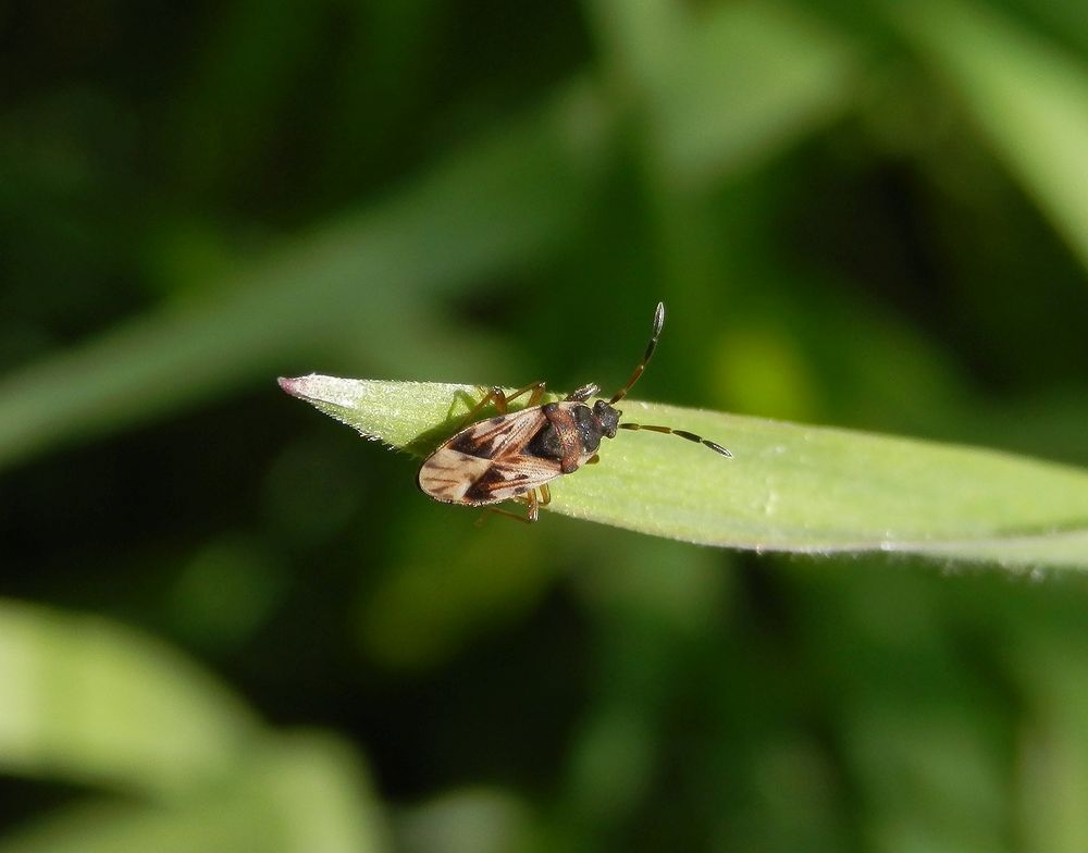 Nessel-Wicht (Scolopostethus affinis) auf Weichgras