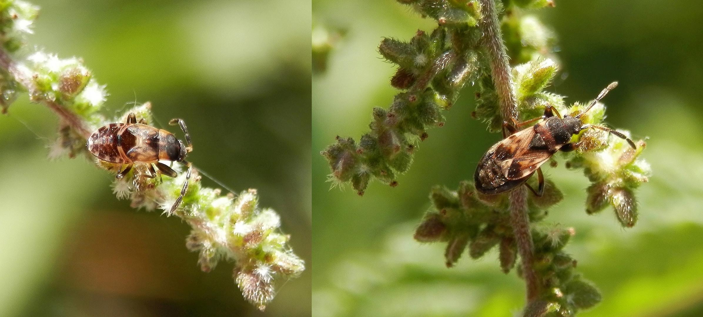 Nessel-Wicht (Scolopostethus affinis) - Jung und alt