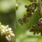 Nessel-Wicht (Scolopostethus affinis) - Jung und alt