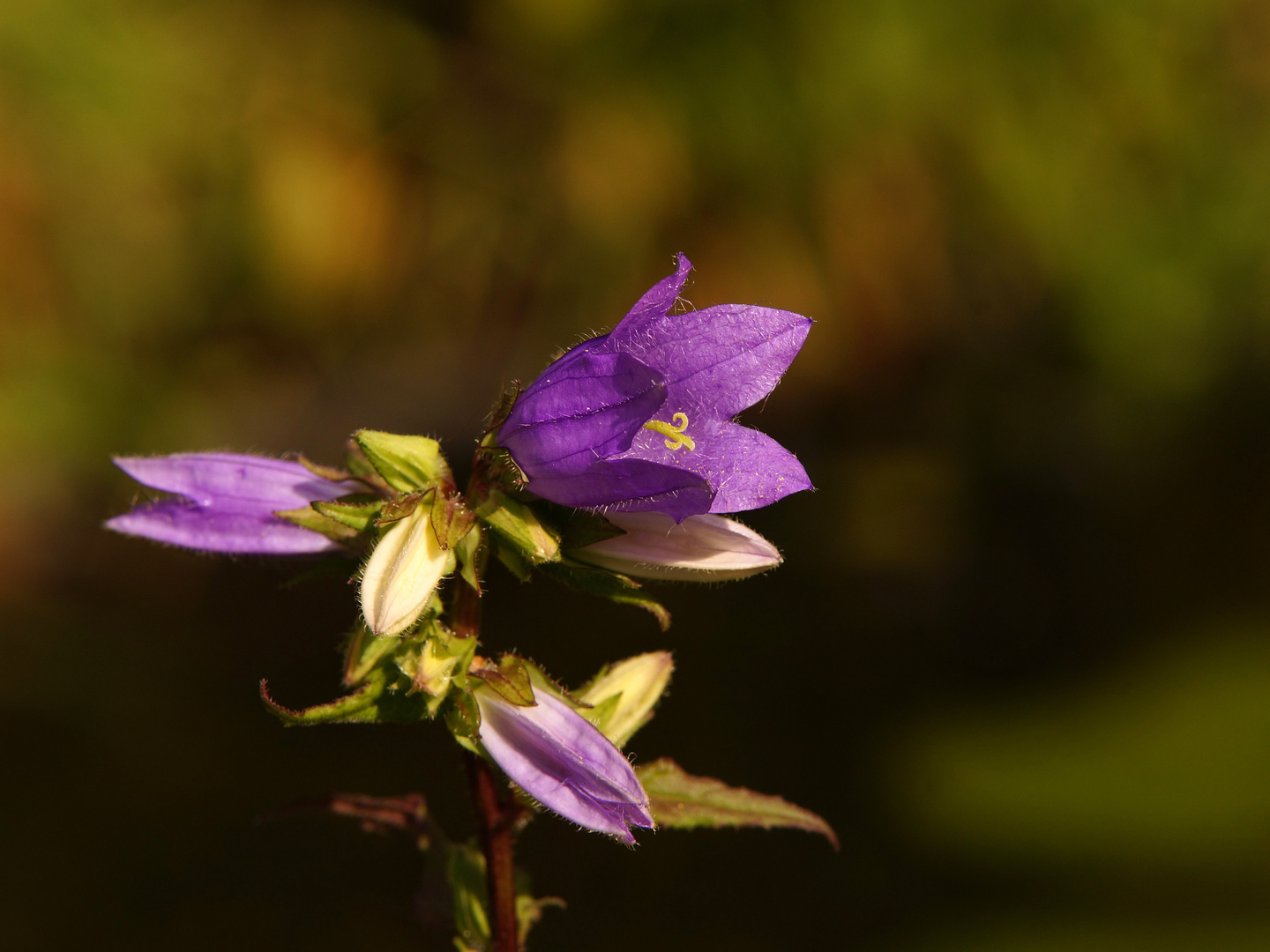 Nesselblättrige Glockenblume...