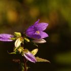 Nesselblättrige Glockenblume...