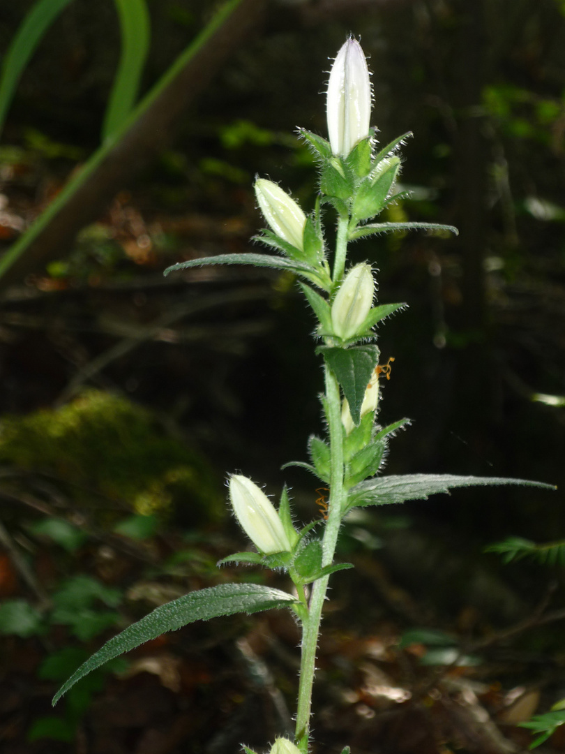 Nesselblättrige Glockenblume