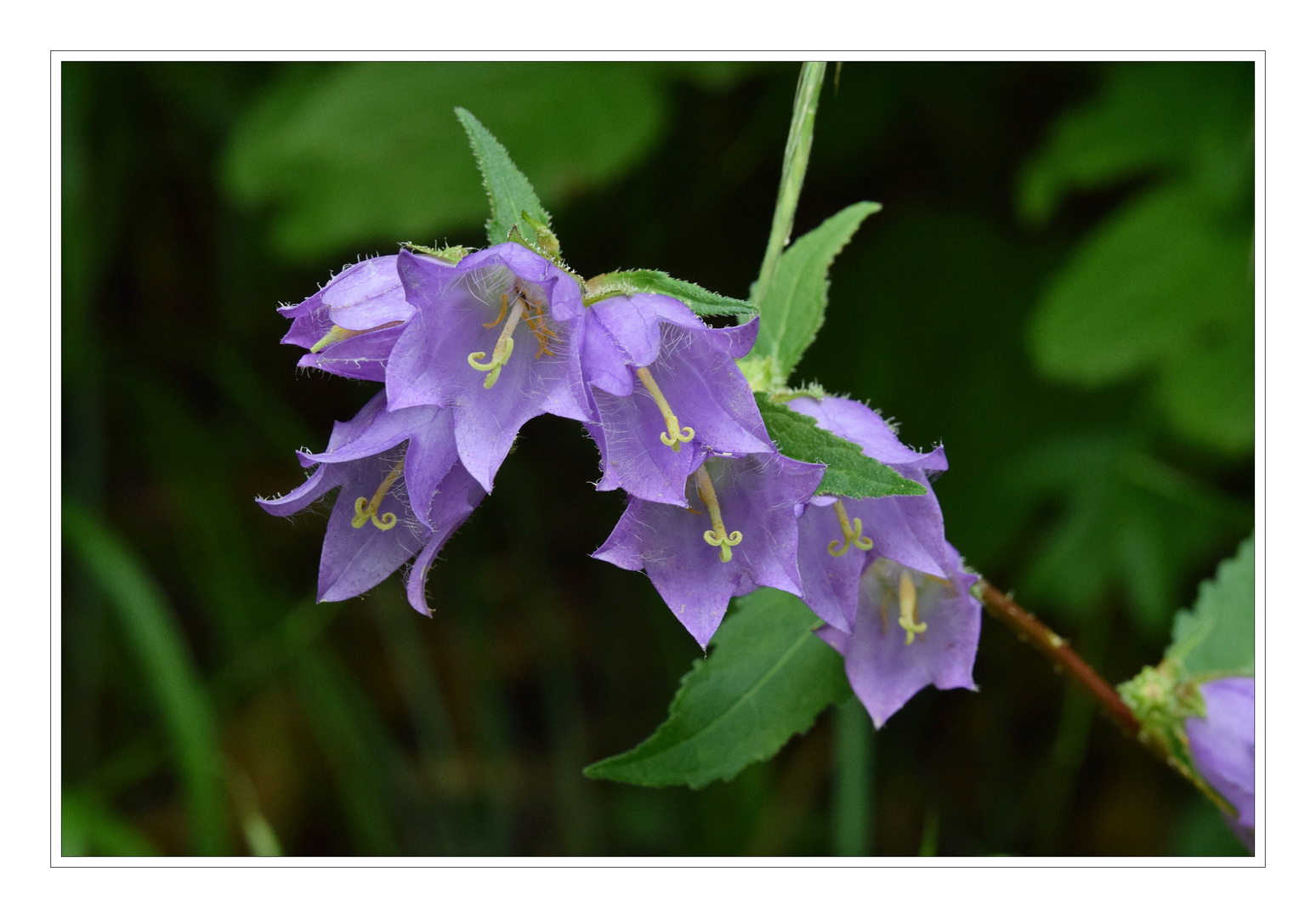 Nesselblättrige Glockenblume