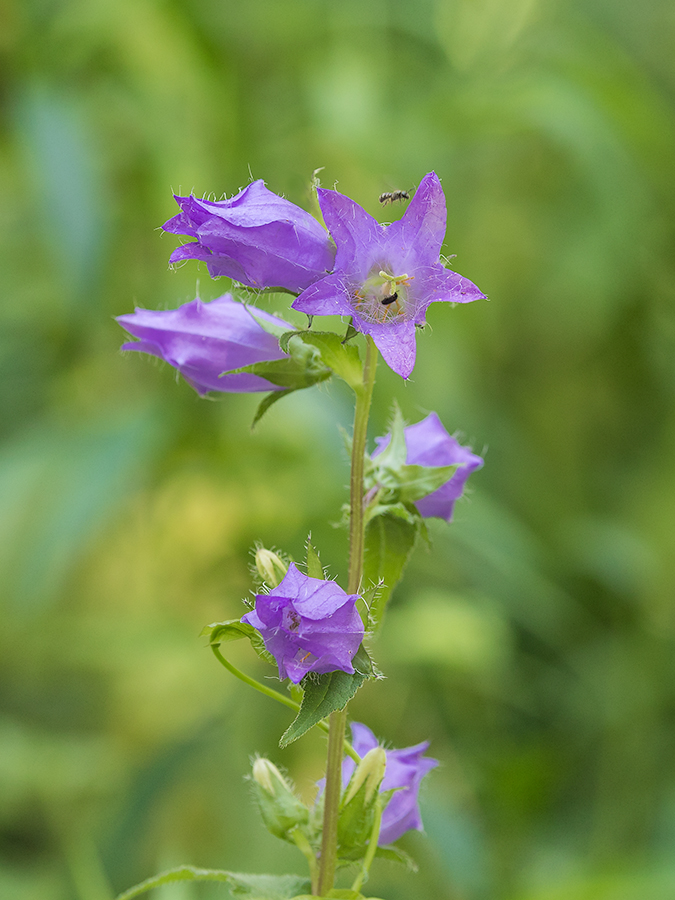 ´´Nesselblättrige Glockenblume``