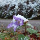 Nesselblaettrige Glockenblume blüht im Schnee im Heutensbacher Wald