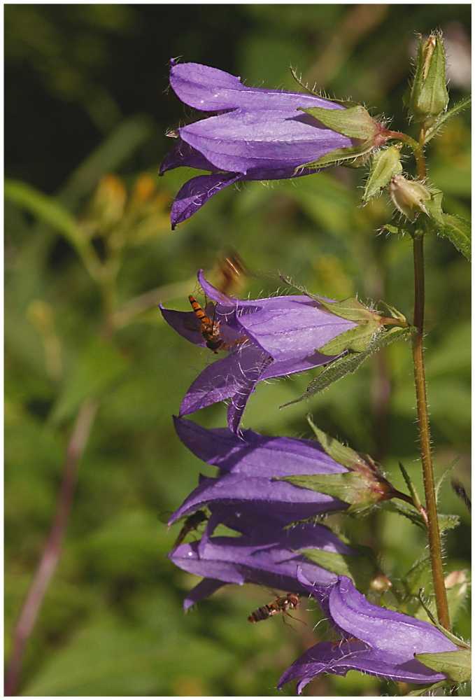 Nesselblättrige Glockenblume / Campanula trachelium