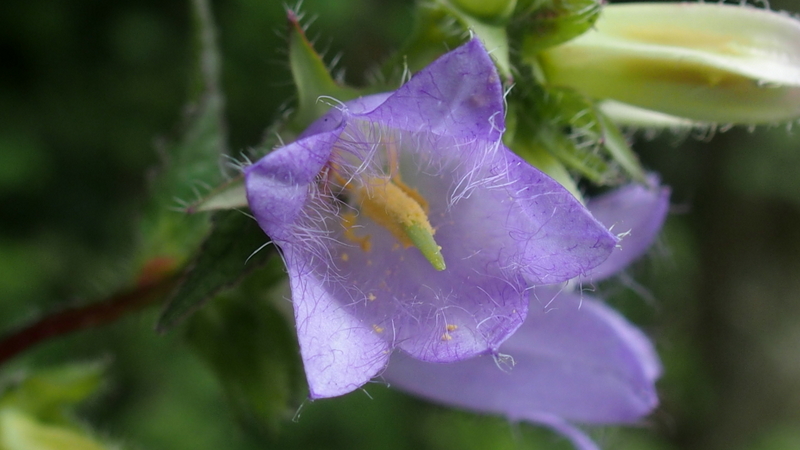 Nesselblättrige Glockenblume 'Campanula trachelium'