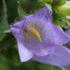 Nesselblättrige Glockenblume 'Campanula trachelium'