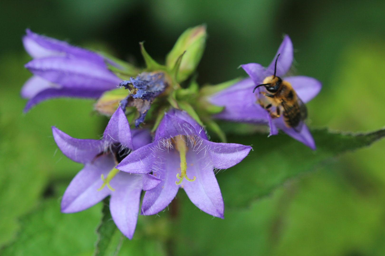 Nesselblättrige Glockenblume (Campanula trachenium)1