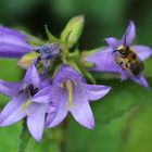 Nesselblättrige Glockenblume (Campanula trachenium)1