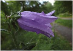 Nesselblättrige Glockenblume - Einzelblüte