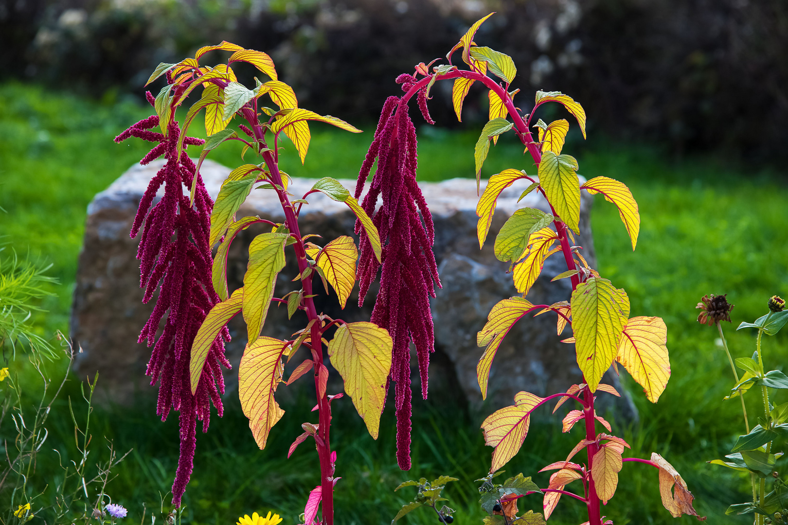 Nesselblatt (Acalypha hispida), Wiesbaden