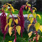 Nesselblatt (Acalypha hispida), Wiesbaden