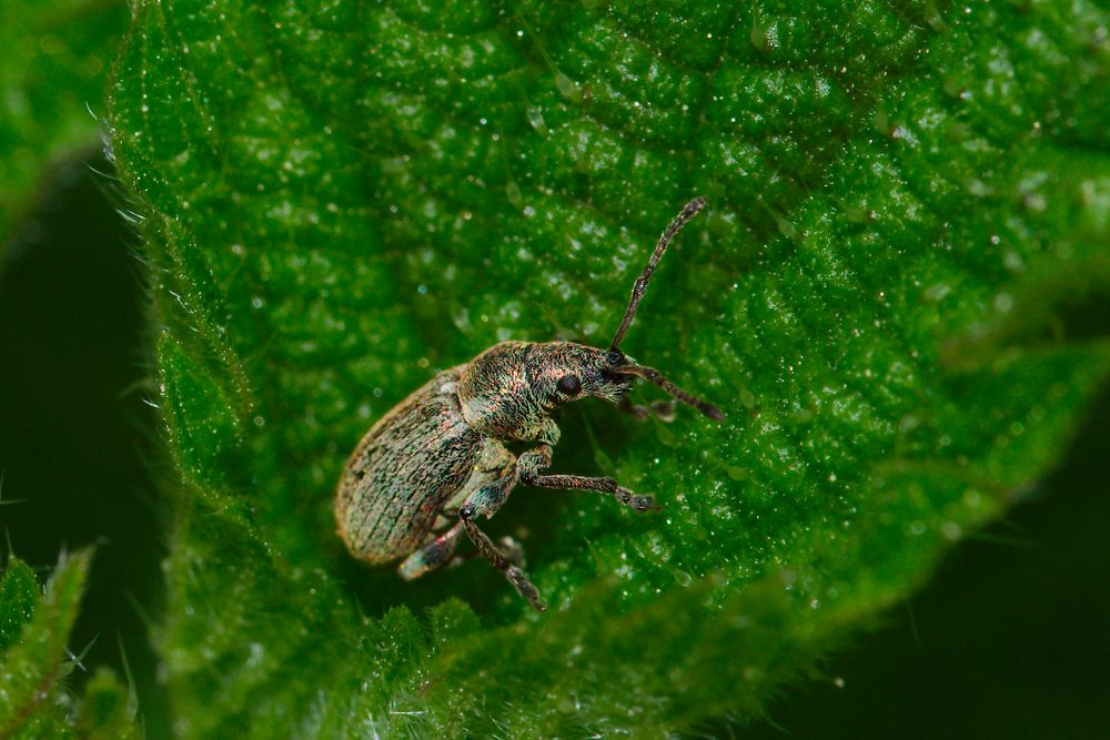 Nesselblatt Rüssler Foto & Bild nature, outdoor, makro Bilder auf
