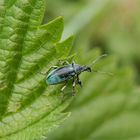 Nesselblattrüssler (Phyllobius pomaceus) auf Großer Brennnessel