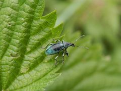 Nesselblattrüssler (Phyllobius pomaceus) auf Großer Brennnessel