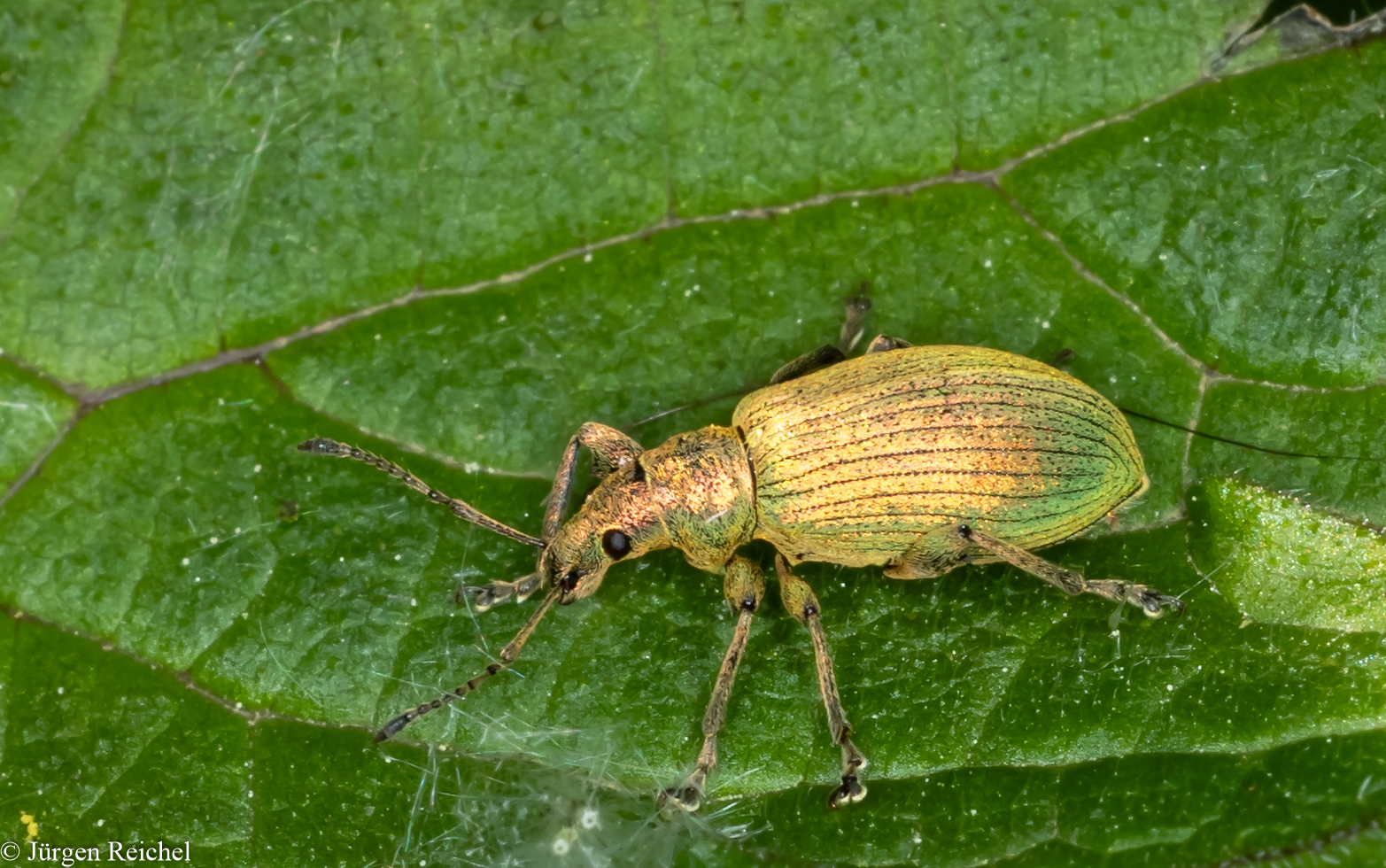 Nesselblattrüssler (Phyllobius pomaceus)