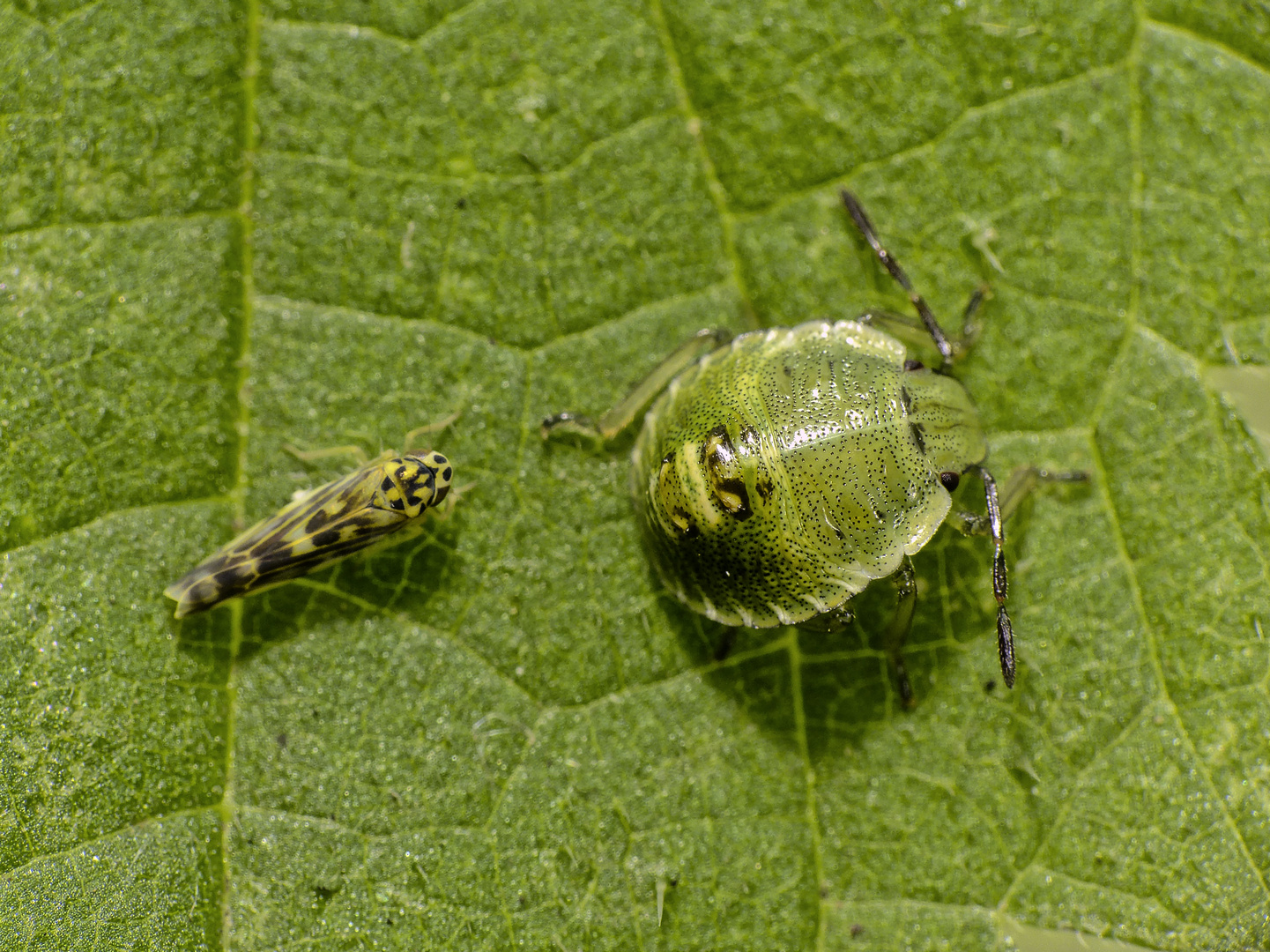 Nesselblattzikade (Eupteryx cyclops) und L3-Nymphe der Grünen Stinkwanze