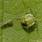 Nesselblattzikade (Eupteryx cyclops) und L3-Nymphe der Grünen Stinkwanze