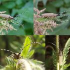 Nesselbock (Agapanthia villosoviridescens) - Collage