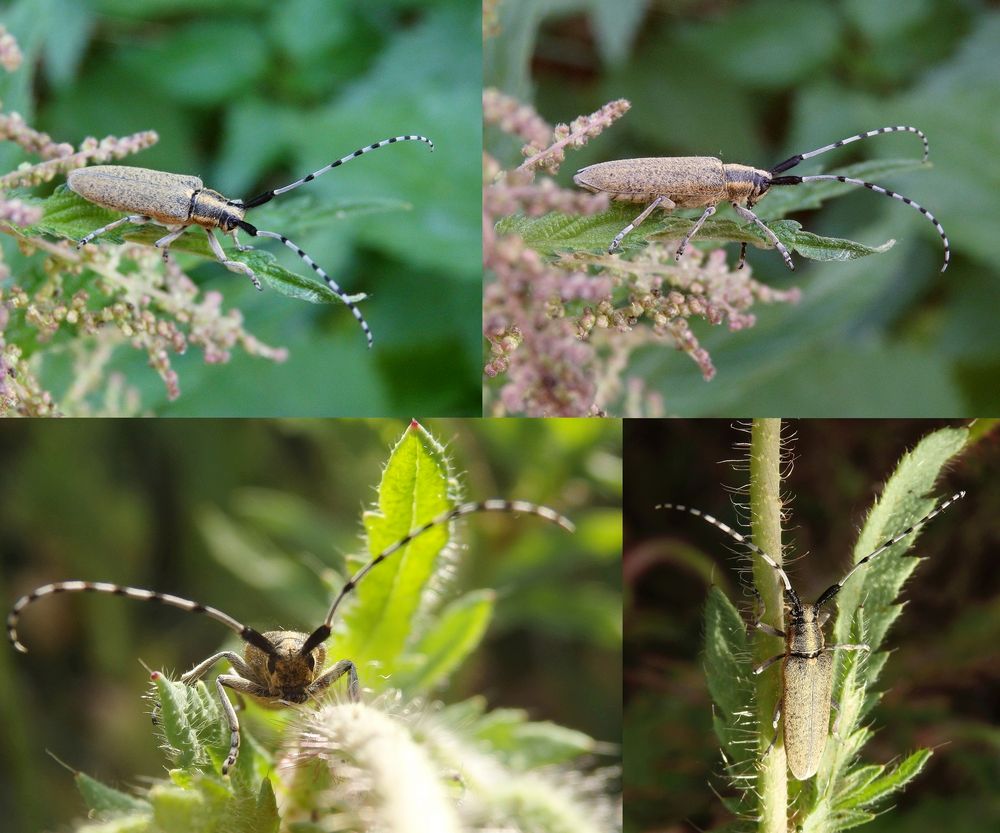 Nesselbock (Agapanthia villosoviridescens) - Collage