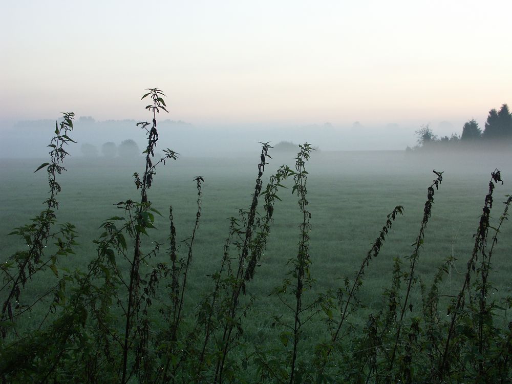 Nesseln im Nebel