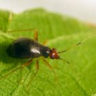 Nesselniep (Orthonotus rufifrons) auf großer Brennnessel - Weibchen