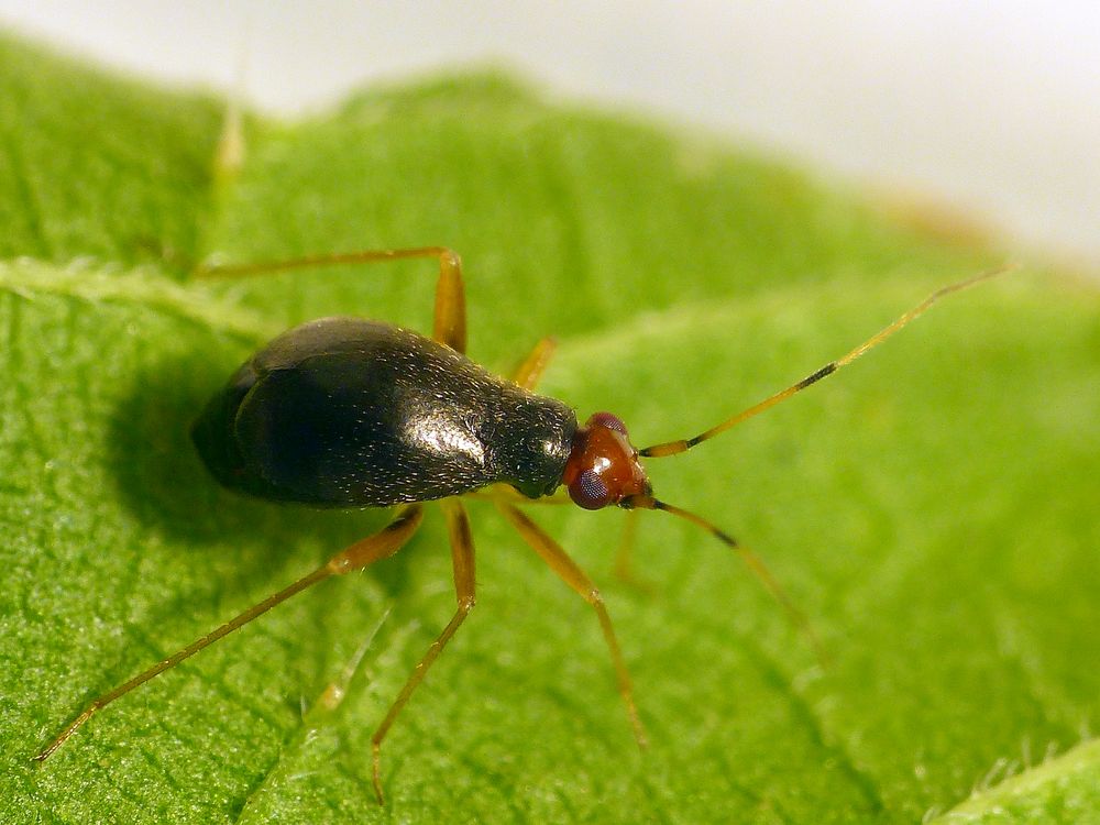 Nesselniep (Orthonotus rufifrons) auf großer Brennnessel - Weibchen