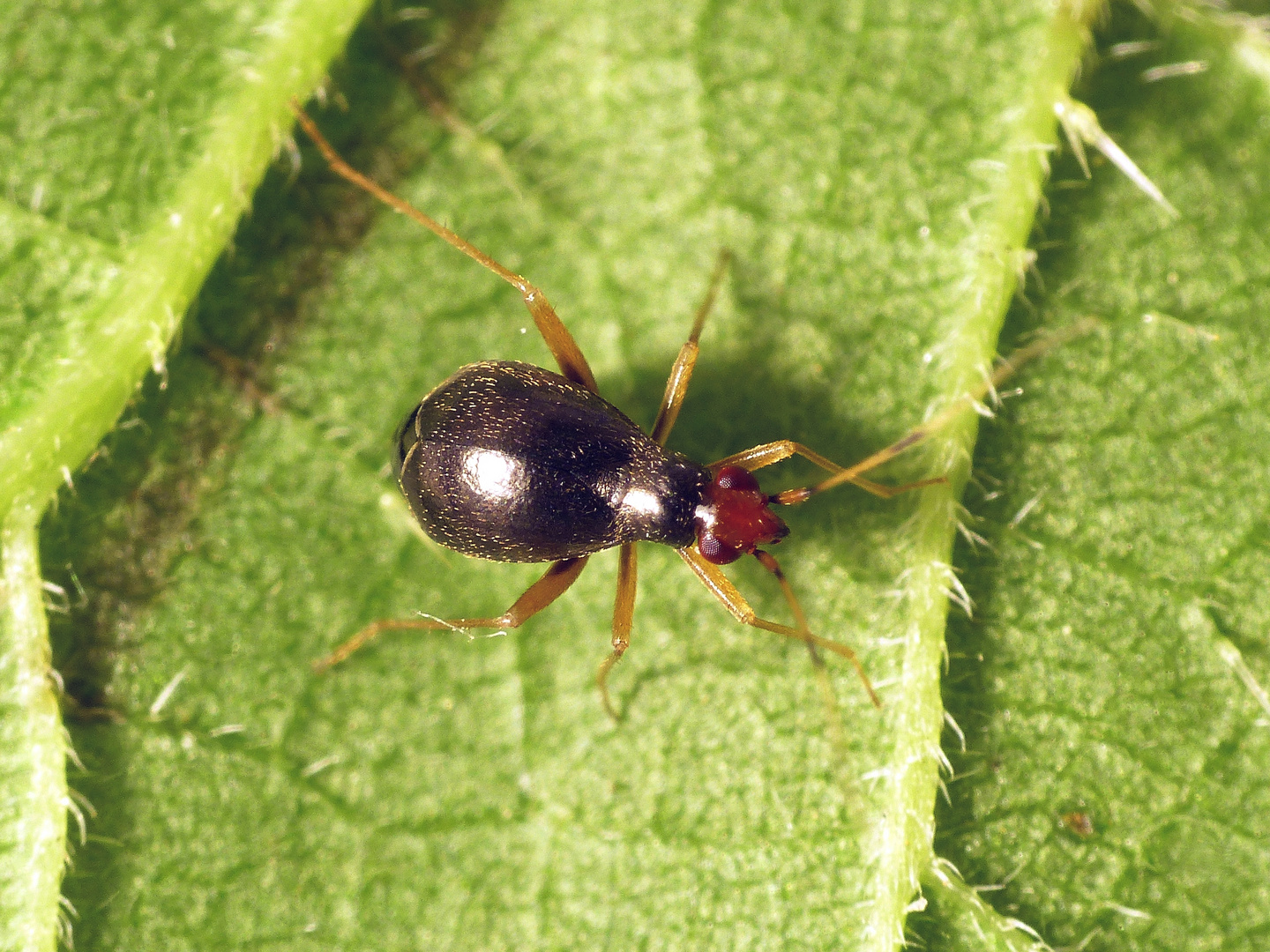 Nesselniep (Orthonotus rufifrons) auf großer Brennnessel - Weibchen