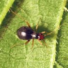 Nesselniep (Orthonotus rufifrons) auf großer Brennnessel - Weibchen