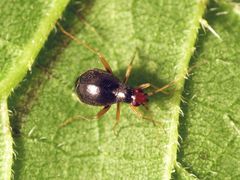 Nesselniep (Orthonotus rufifrons) auf großer Brennnessel - Weibchen