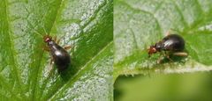 Nesselniep (Orthonotus rufifrons) auf großer Brennnessel - Weibchen