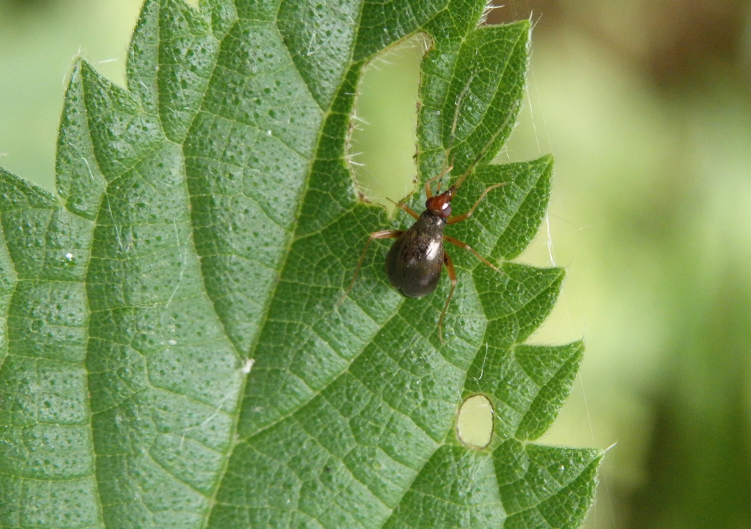 Nesselniep (Orthonotus rufifrons) - Weibchen