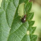 Nesselniep (Orthonotus rufifrons) - Weibchen