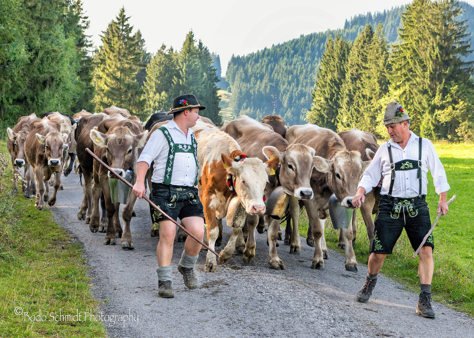 Nesselwang Viehscheid, hektisch stürmen Mensch und Tier ins Tal.