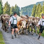 Nesselwang Viehscheid, hektisch stürmen Mensch und Tier ins Tal.