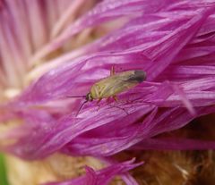 Nesselweichwanze Plagiognathus arbustorum - Imago