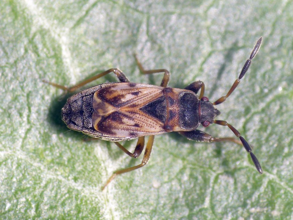 Nesselwicht (Scolocopethus affinis)