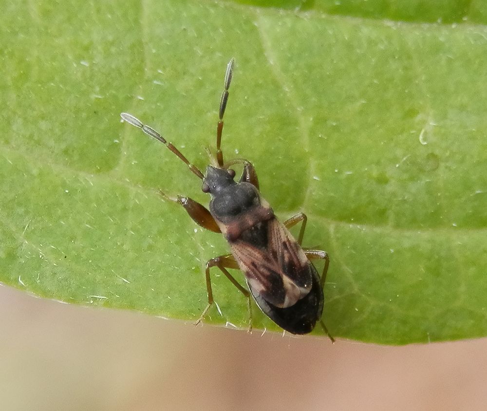 Nesselwicht (Scolopopethus affinis) auf Brennessel